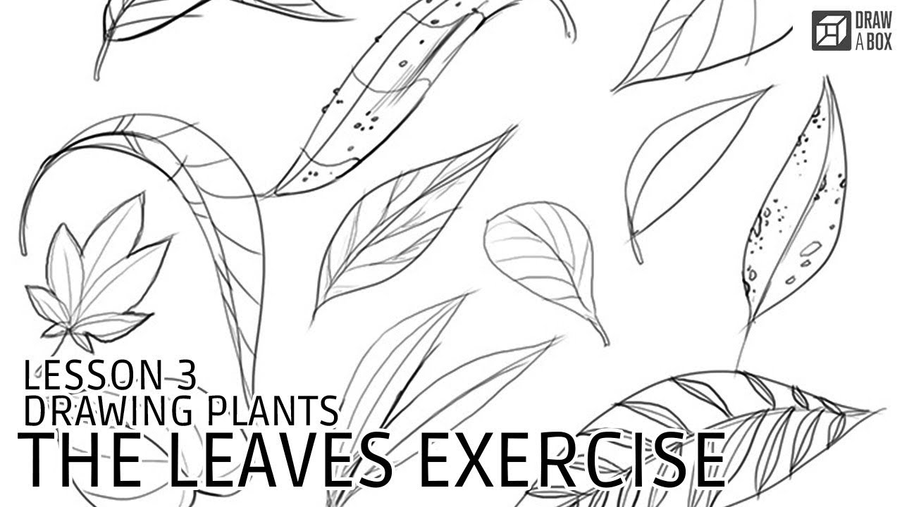 1280x720 Drawabox Lesson Drawing Plants The Leaves Exercise - Plant Leaf Drawing