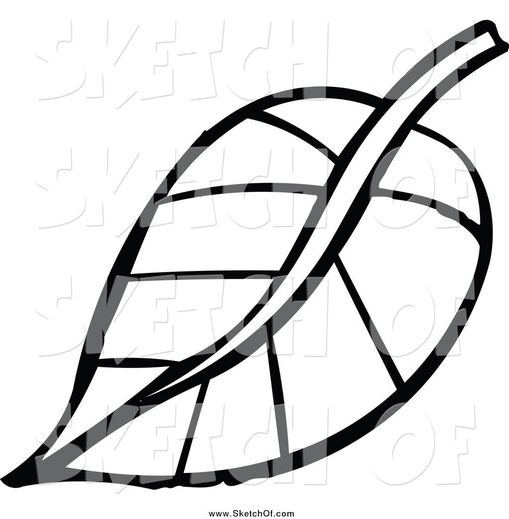 1024x1044 Drawing Of A Black And White Sketched Plant Leaf - Plant Leaf Drawing
