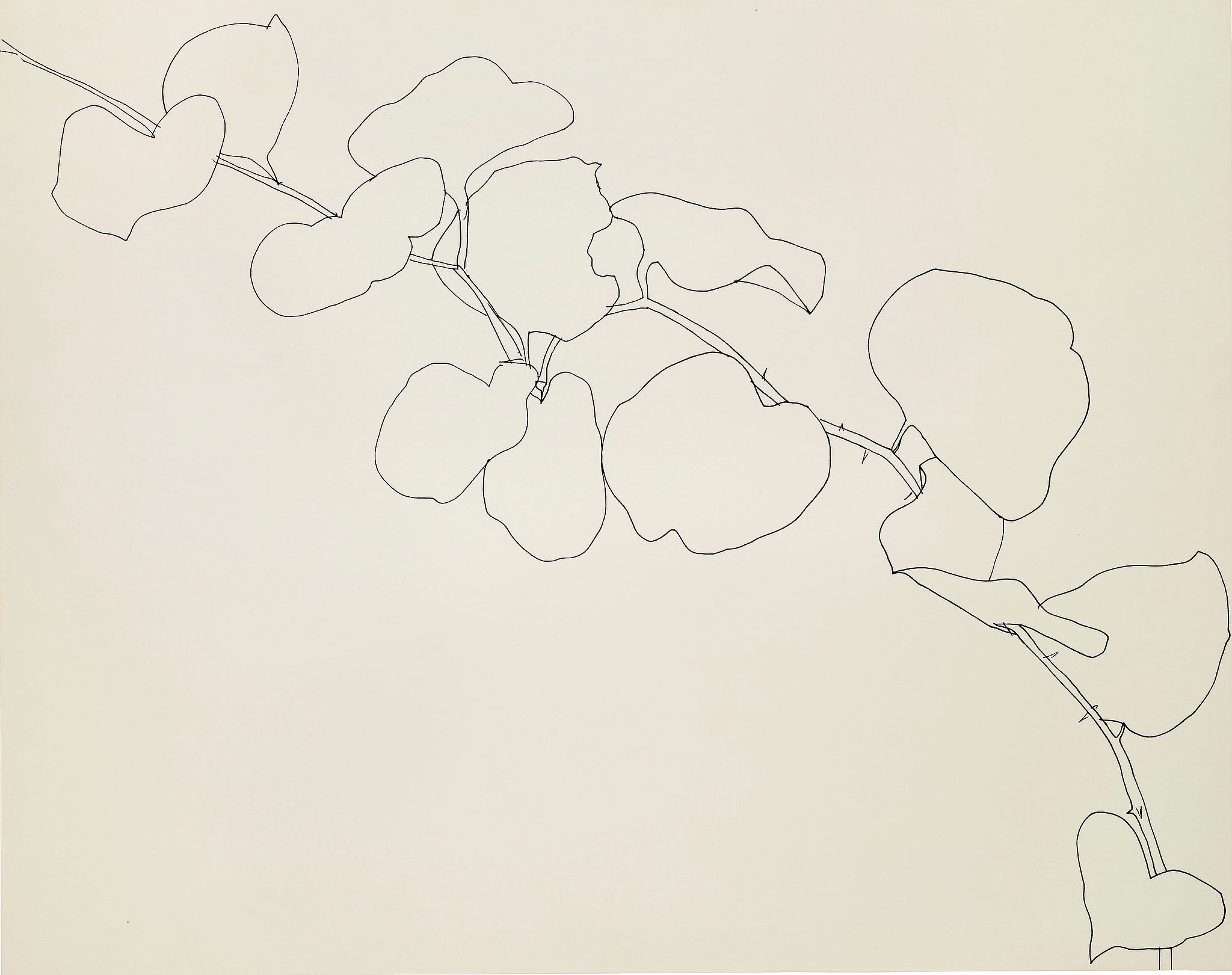2048x1621 Ellsworth Kelly's Plant Drawings - Plant Line Drawing
