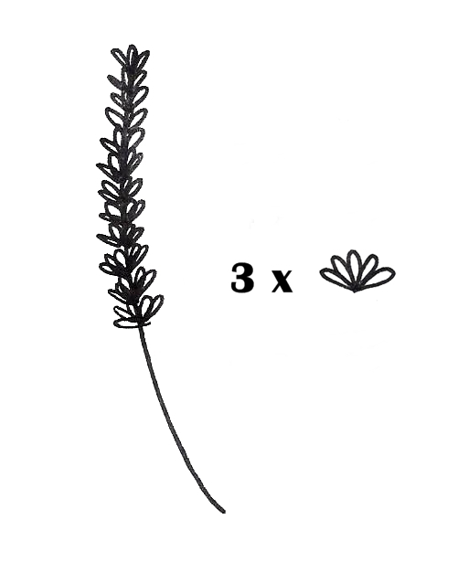 512x638 Lavender Drawing - Plant Line Drawing