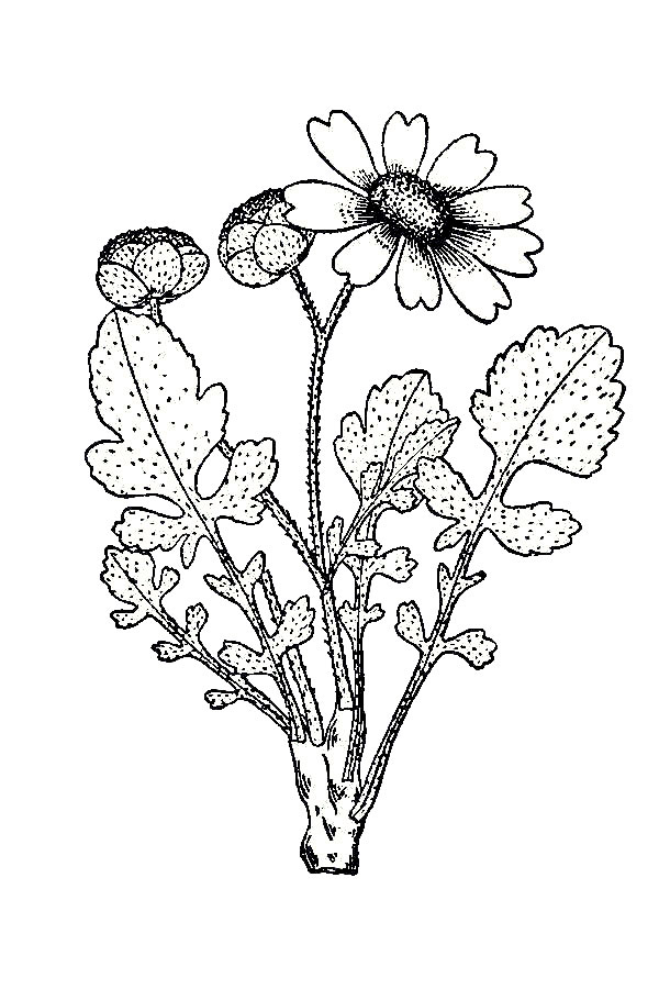 600x900 Lyreleaf Greeneyes - Plant Line Drawing