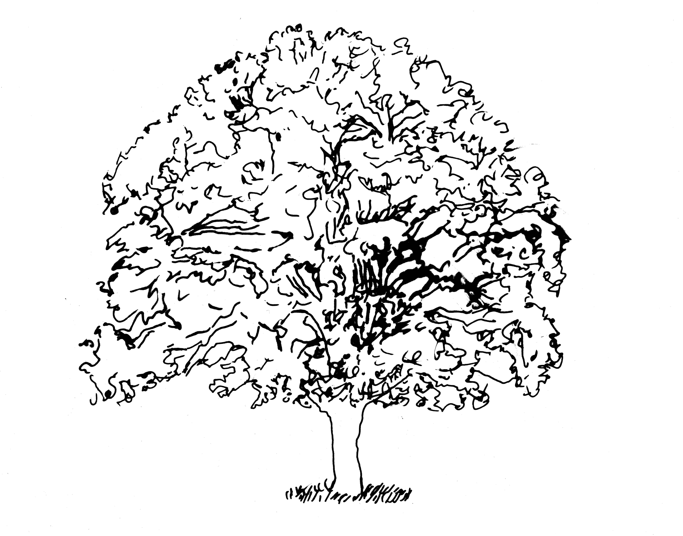 2205x1732 matrix line drawing - Plant Line Drawing