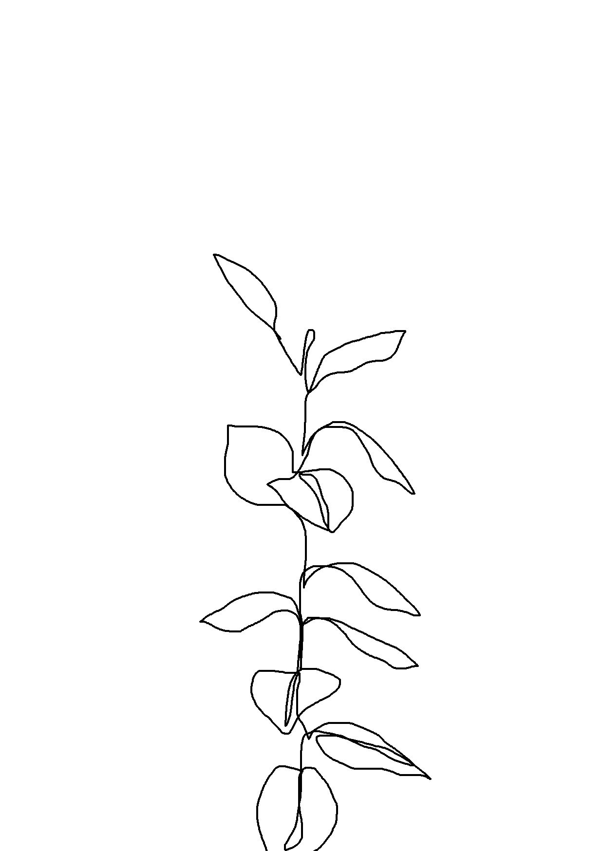 1240x1748 Pin On Ink Bb - Plant Line Drawing