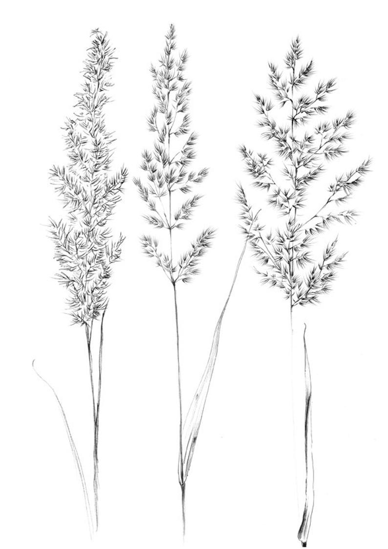 794x1124 Set Spikelet Sketches Hygge Home Decor One Line Drawing Etsy - Plant Line Drawing