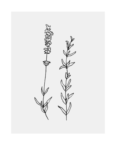 400x500 Plant Line Drawing Tumblr - Plant Line Drawing