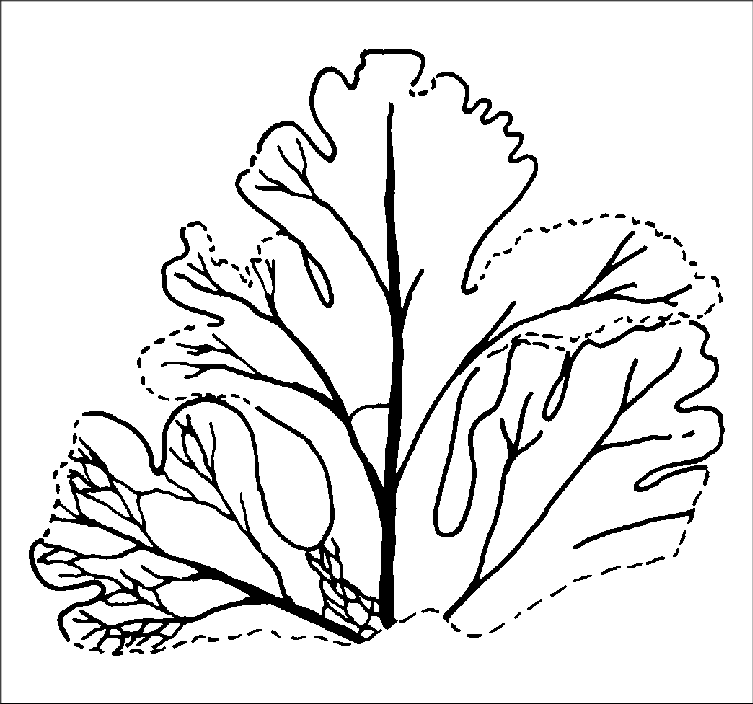 753x704 collection of free fossil drawing plant download on ui ex - Plant Line Drawing