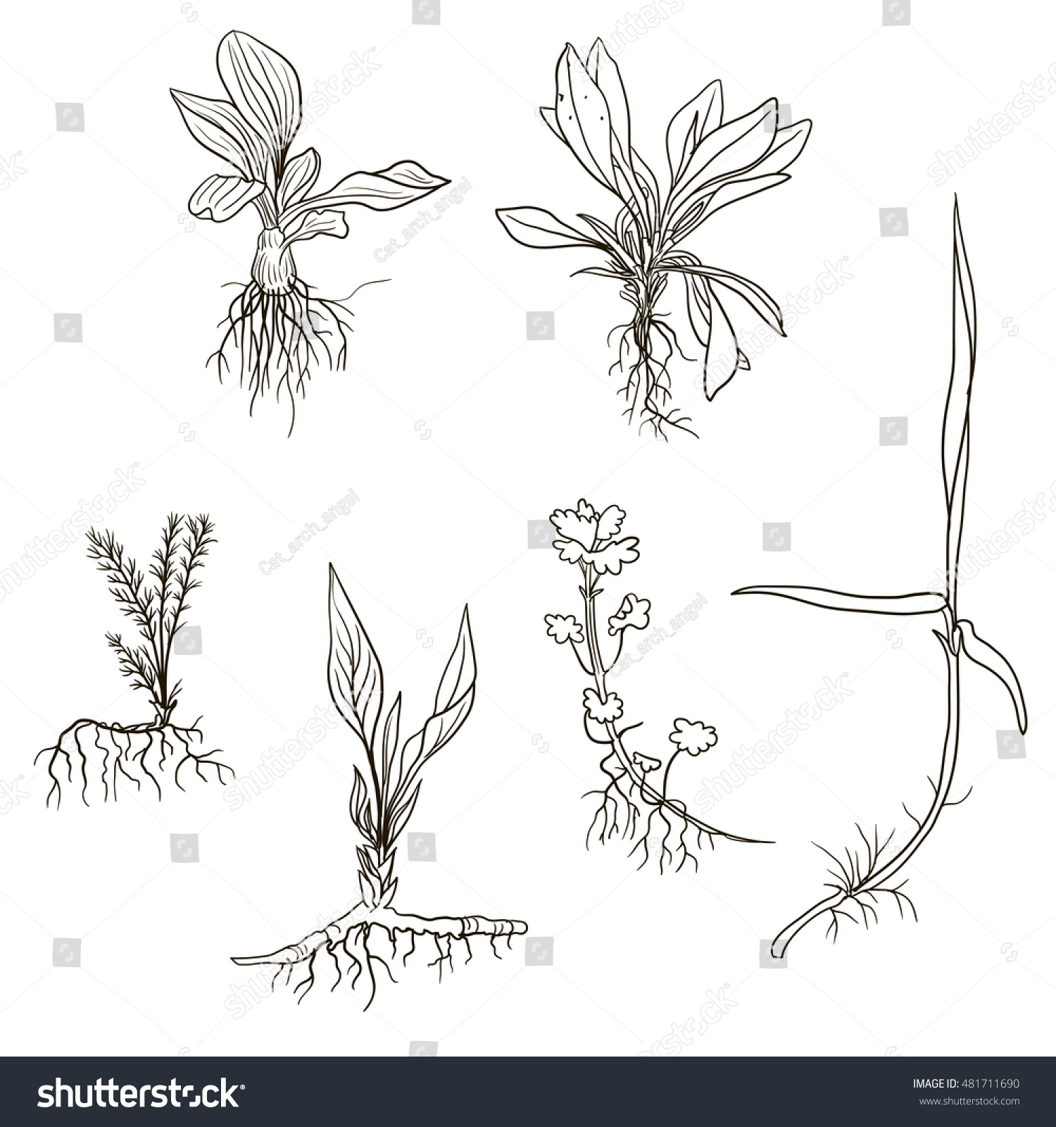 Plant Roots Drawing at PaintingValley.com | Explore collection of Plant ...