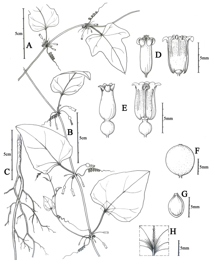 850x1060 Line Drawing Of Zehneria Longiflora A Branch Of Male Plant B - Plant Roots Drawing