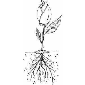 300x300 Plant With Roots And Flower Drawing - Plant Roots Drawing