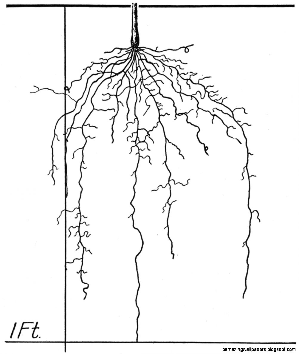 1003x1188 Plant With Roots Drawing Amazing Wallpapers - Plant Roots Drawing