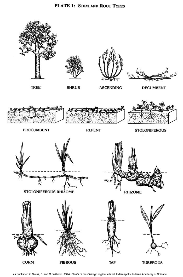 700x1055 Plant And Root Types Gardening - Plant Roots Drawing
