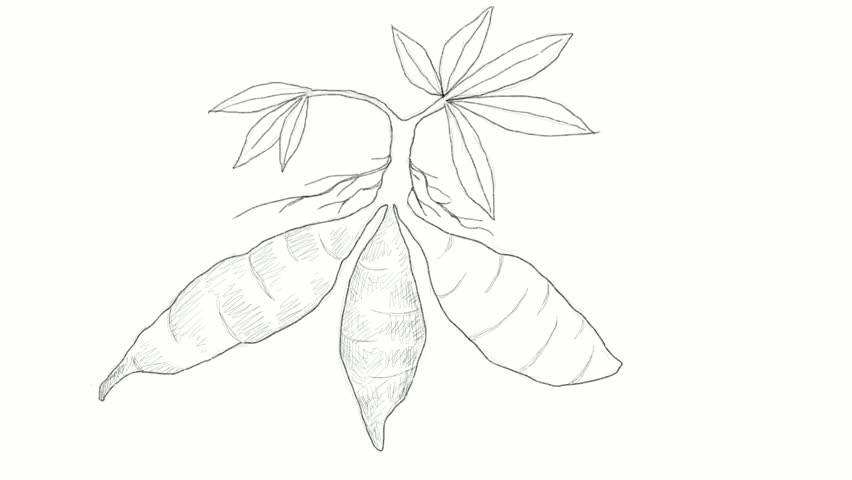 852x480 Root And Tuberous Vegetables, Motion Stock Footage Video - Plant Roots Drawing