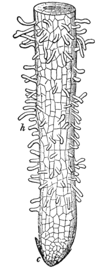 220x550 Root Hair - Plant Roots Drawing