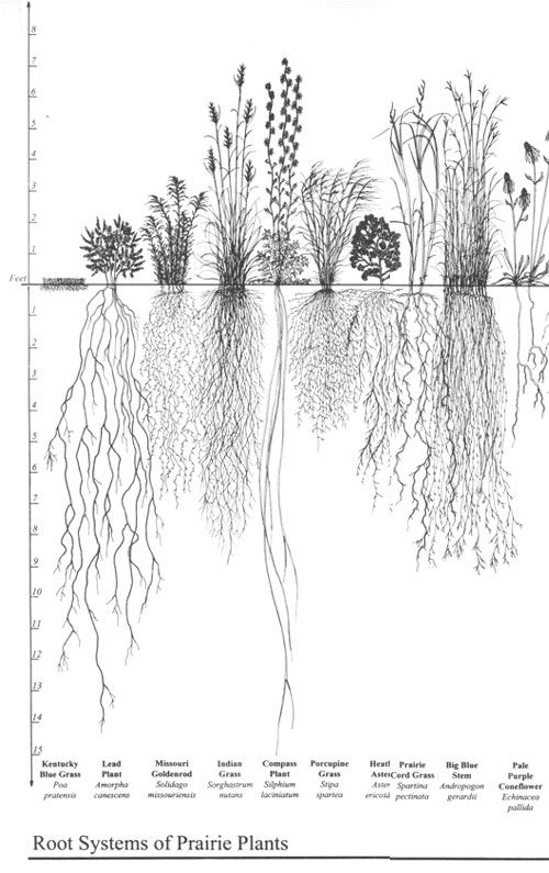 500x795 root systems of prairie plants biology images plants, roots - Plant Roots Drawing
