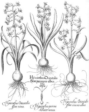 300x378 Strange Science Plants - Plant Roots Drawing