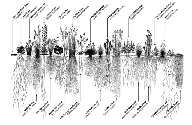 626x409 The Rhizosphere - Plant Roots Drawing