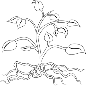 300x300 Udl Illustration Center - Plant Roots Drawing