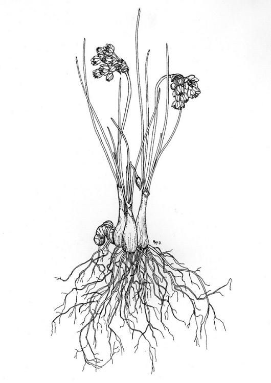 530x750 Flower Roots Tattoo - Plant Roots Drawing