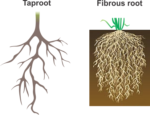 Рисовать корень. Корень волоса рисунок. Taproot root. Бесполые растения корень рисунок. Корень рисунок для детей 1 класс.