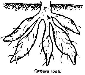286x252 Different Kinds Of Roots - Plant Roots Drawing