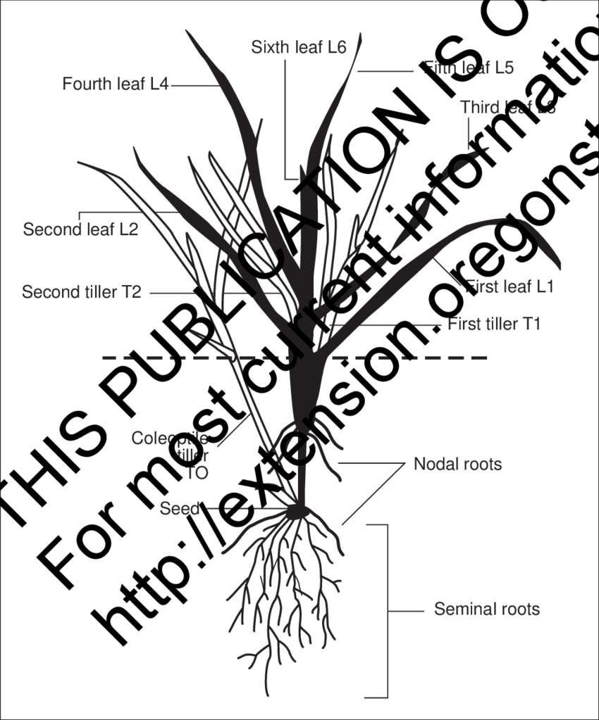 850x1023 Drawing Of A Young Wheat Plant Showing Identified Leaves, Tillers - Plant Roots Drawing