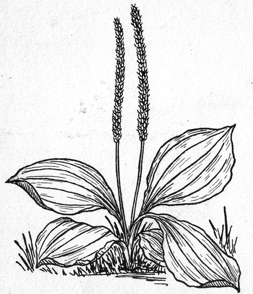 880x1023 Fileplantain - Plantain Drawing