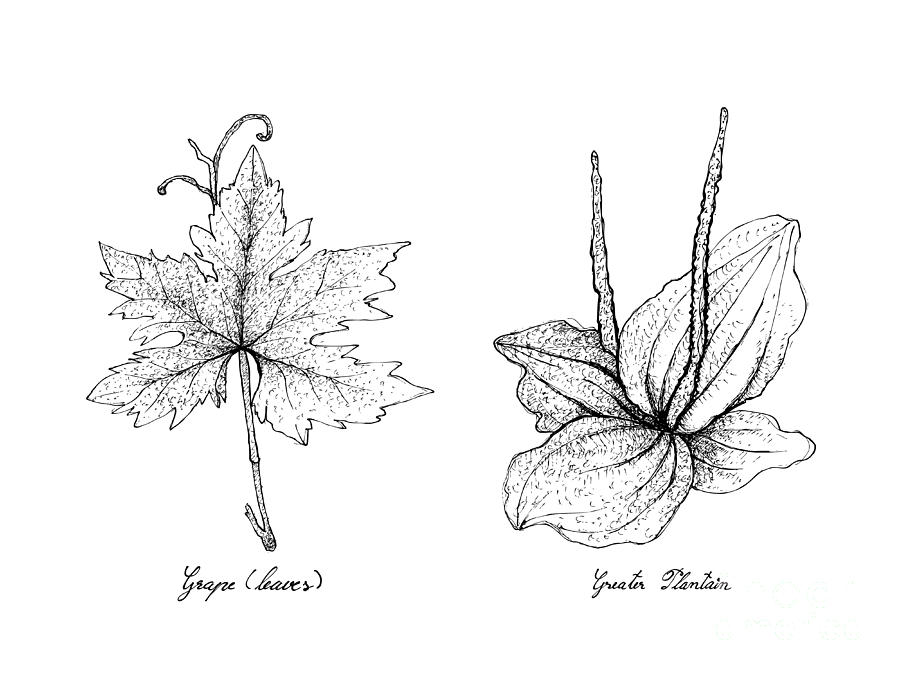 900x675 hand drawn of grape leaf and greater plantain drawing - Plantain Drawing