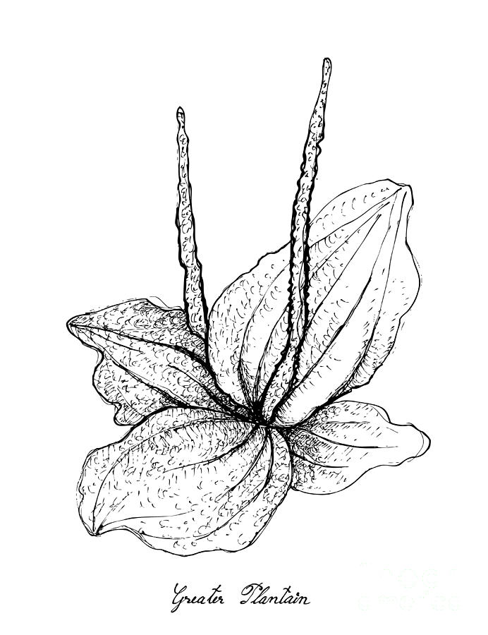 692x900 Hand Drawn Of Greater Plantain On White Background Drawing - Plantain Drawing