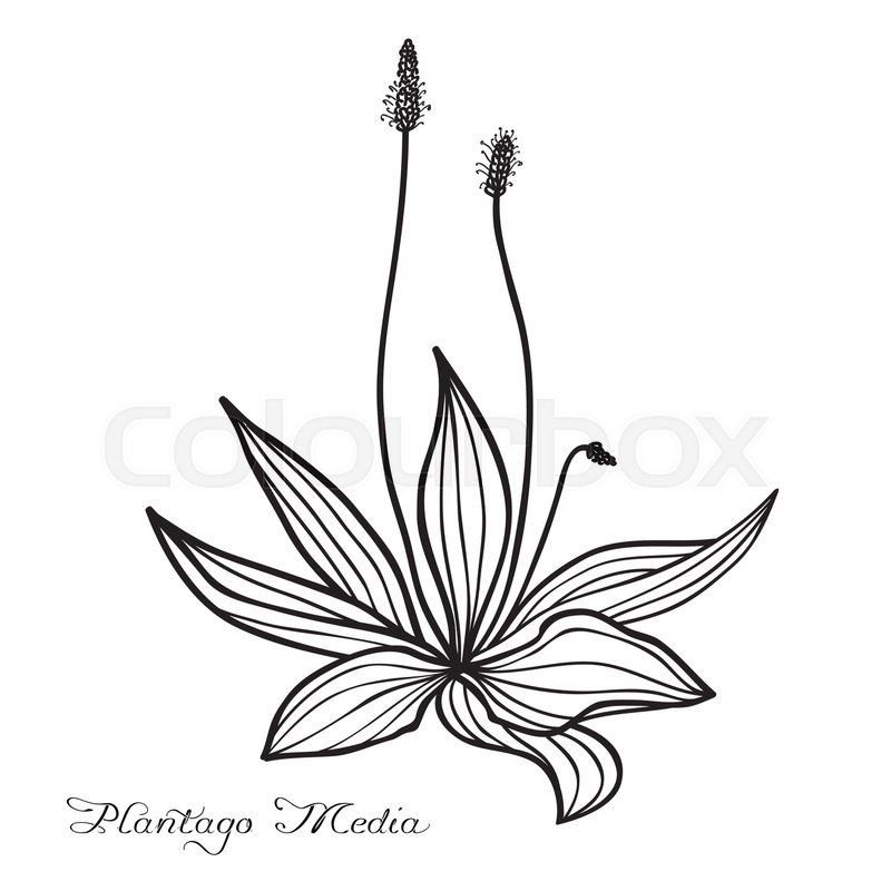 800x800 Hand Drawn Plantago Media - Plantain Drawing