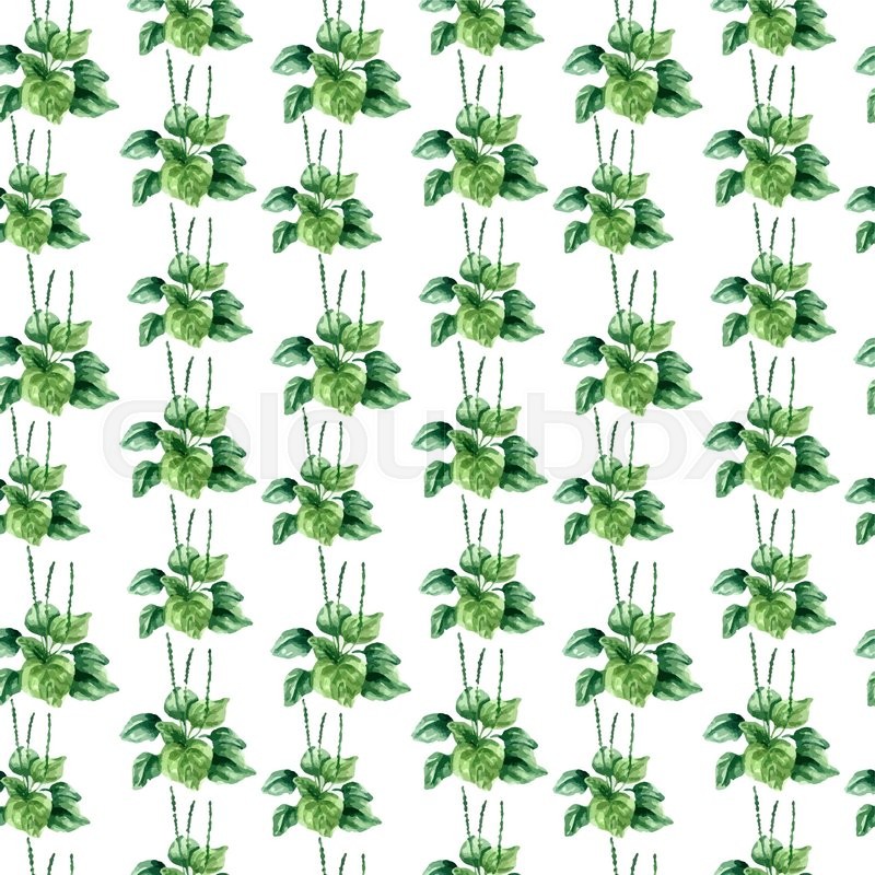 800x800 Hand Drawn Watercolor Botanical Stock Vector Colourbox - Plantain Drawing