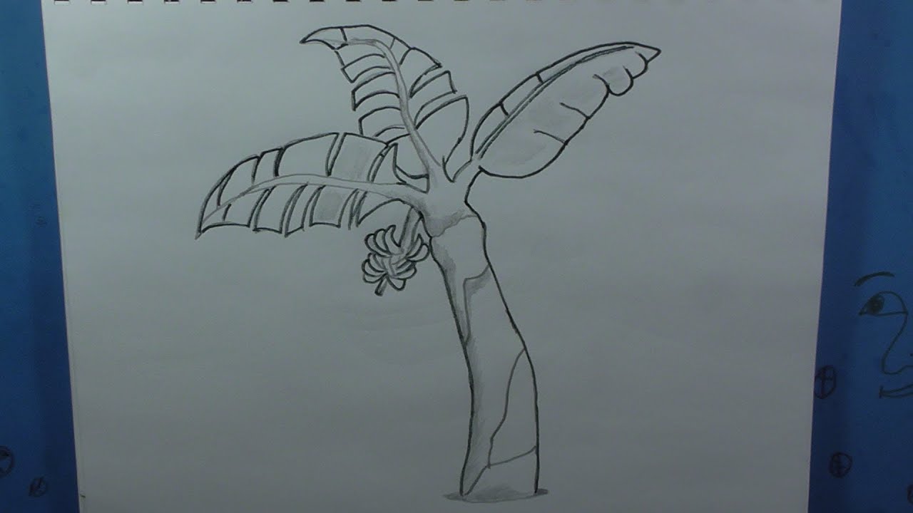 1280x720 How To Draw A Banana Tree - Plantain Drawing
