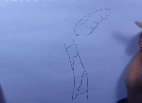 464x338 How To Draw A Banana Tree Or Plantain Tree Step - Plantain Drawing