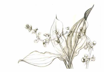 400x276 Pencil And Leaf Leaf Of The Day Water Plantain, Draw, Re Draw - Plantain Drawing