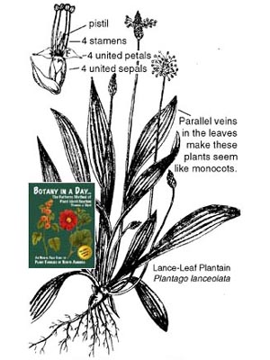 300x400 plantaginaceae plantain family identify plants and flowers - Plantain Drawing