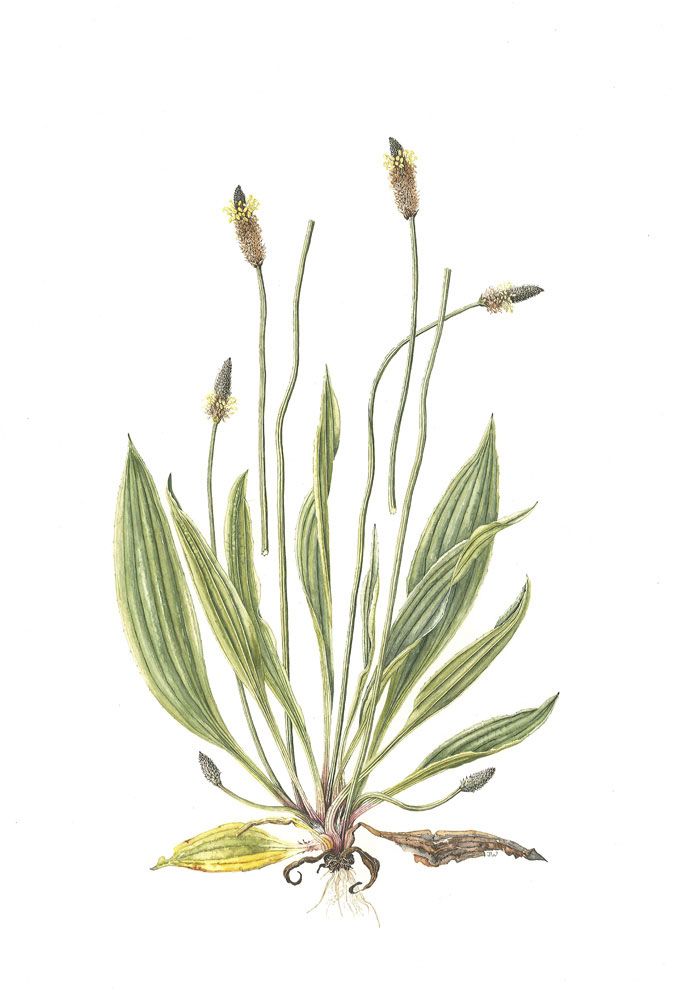 Plantain Drawing at Explore collection of Plantain