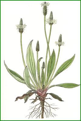 267x397 Plantain - Plantain Drawing