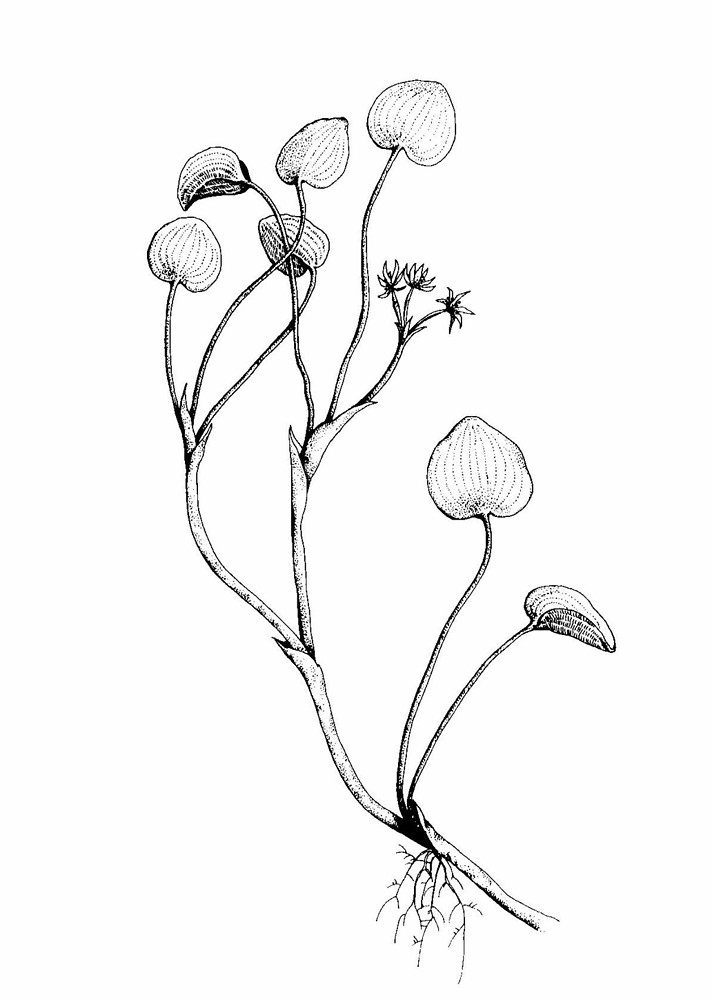 712x1000 Plantain Drawing - Plantain Drawing