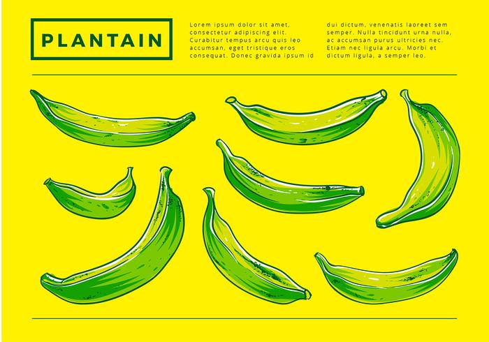 700x490 Plantain Hand Drawing Free Vector - Plantain Drawing