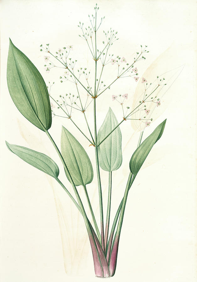 628x900 Alisma Plantago, Alisma Plantago Aquatica Fluteau Plantain - Plantain Drawing
