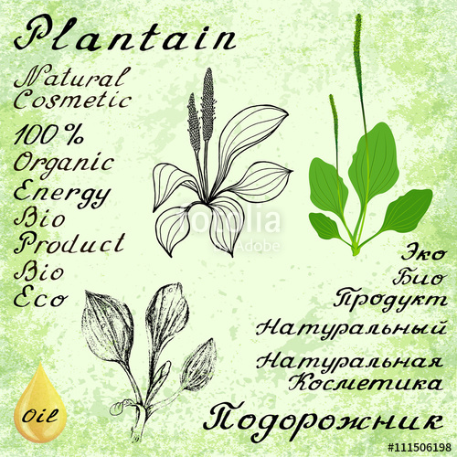 500x500 plantain vector set of drawing and hand lettering stock image - Plantain Drawing
