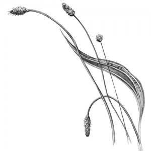 300x300 Ribwort Plantain - Plantain Drawing