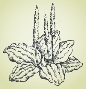 287x299 Vector Line Drawing Of Plantain Stock Vectors - Plantain Drawing