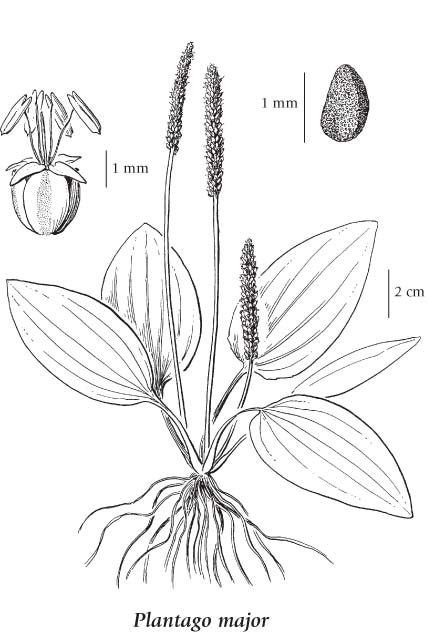 430x632 plantain botanicals plantain herb, healthy herbs, garden signs - Plantain Drawing