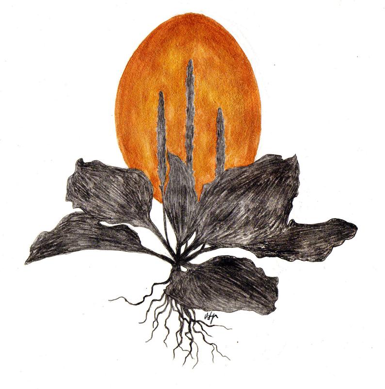 794x802 Botanical Greeting Cards Plantain Drawing Printed On Linen Etsy - Plantain Drawing