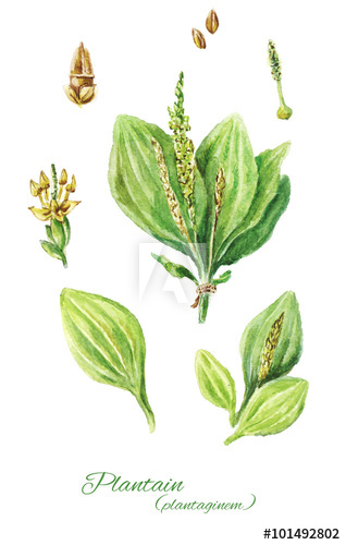 318x500 Colorful Watercolor Drawing Of Plantain Isolated On White Backgr - Plantain Drawing