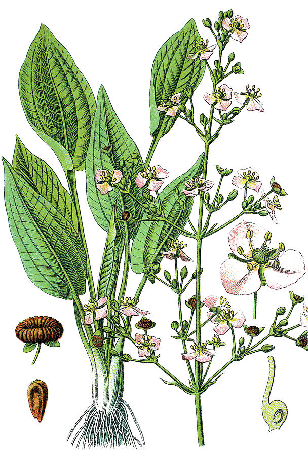 608x900 european water plantain, common water plantain or mad dog weed - Plantain Drawing