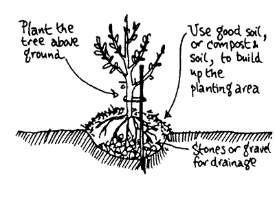 400x297 planting fruit trees - Planting Trees Drawing
