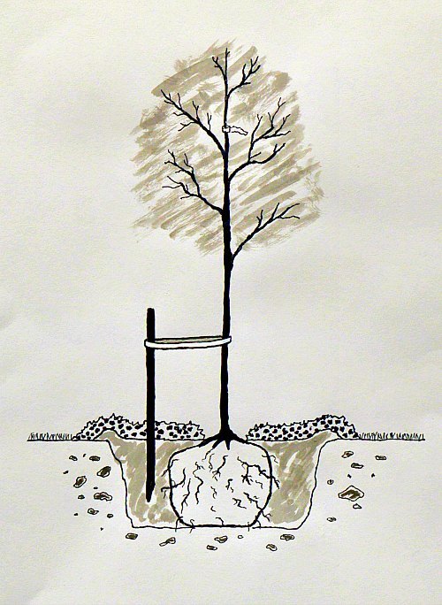 500x684 planting trees the right way - Planting Trees Drawing