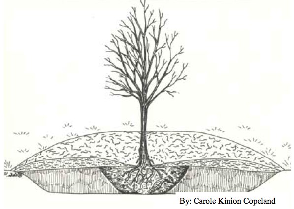597x426 The Well Planted Tree Myminnesotawoods - Planting Trees Drawing