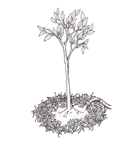 450x470 Tree Care Guide - Planting Trees Drawing